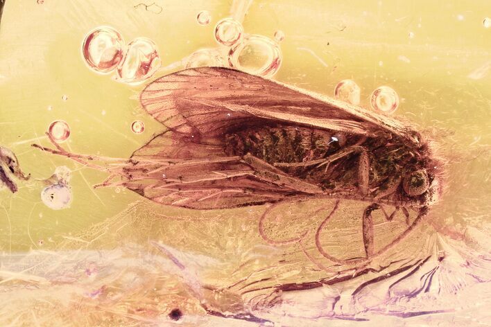 Detailed Fossil Caddisfly (Trichoptera) In Baltic Amber #357884